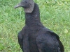 p4260055